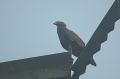 African Harrier-Hawk (m)